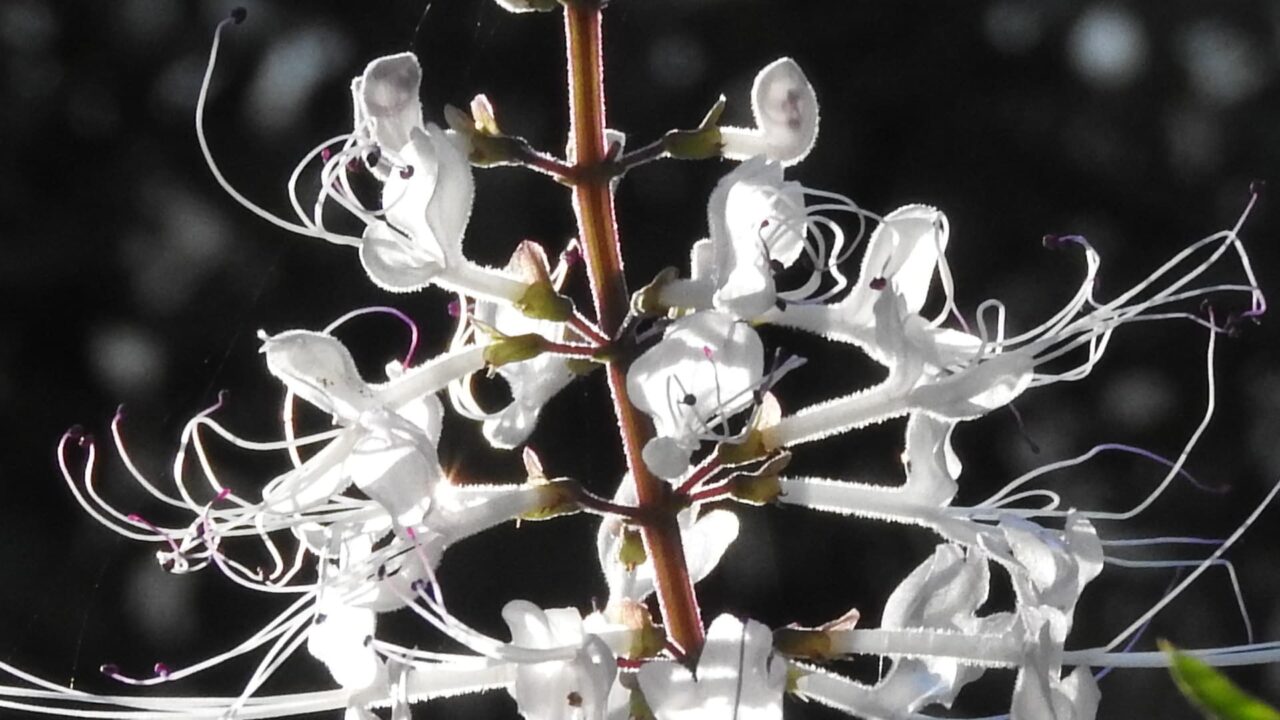 ネコノヒゲの髭近接撮影201709-11