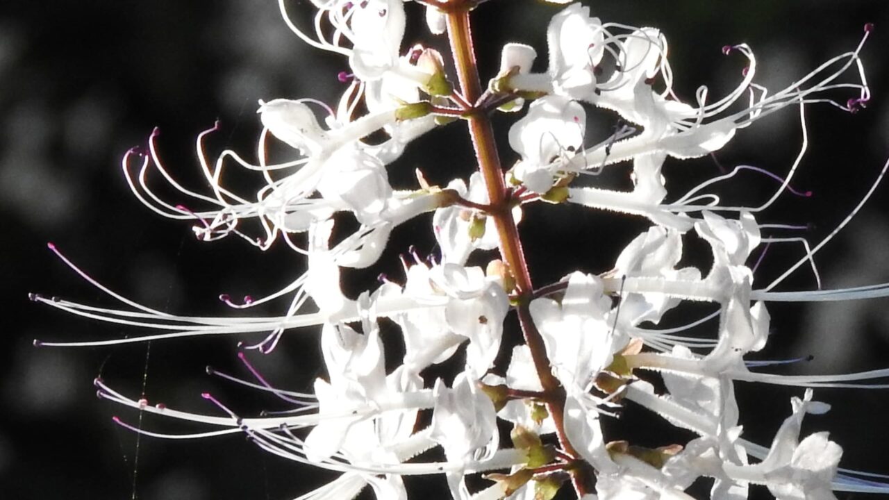 ネコノヒゲの髭近接撮影201709-12