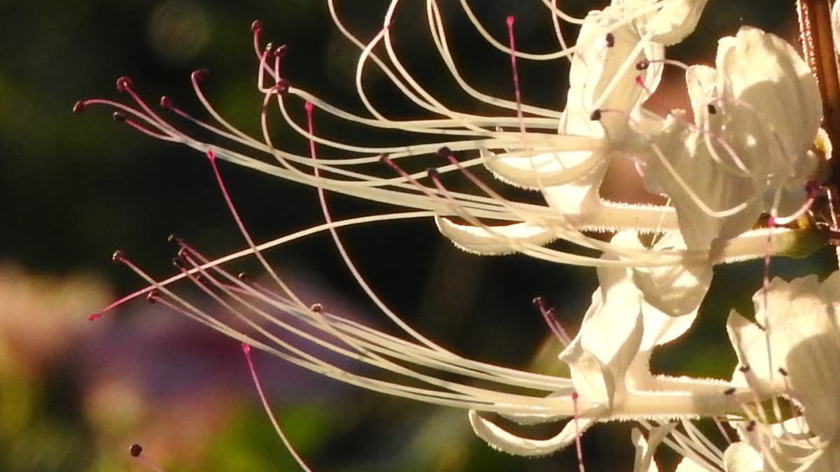 ネコノヒゲの髭近接撮影201709-アイキャッチ