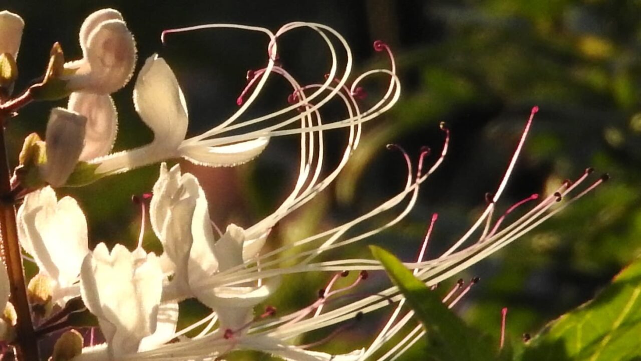 ネコノヒゲの髭近接撮影201709-13