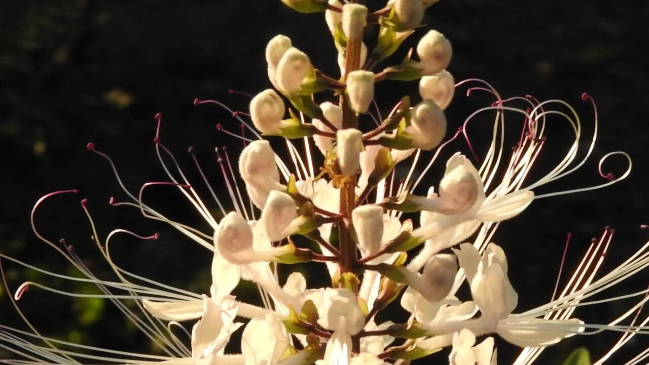 ネコノヒゲの髭近接撮影201709-14