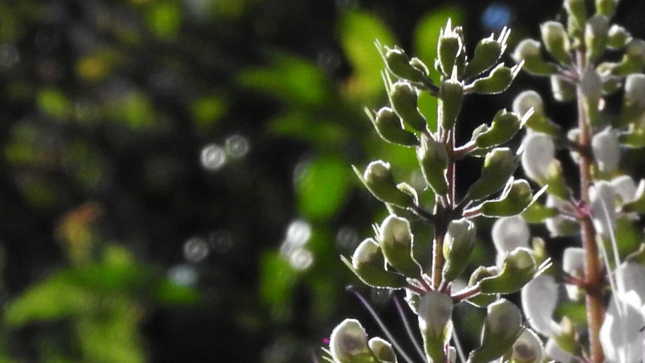 ネコノヒゲとオーブ201710-1