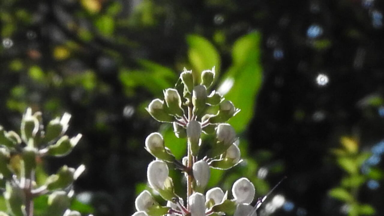 ネコノヒゲとオーブ201710-2