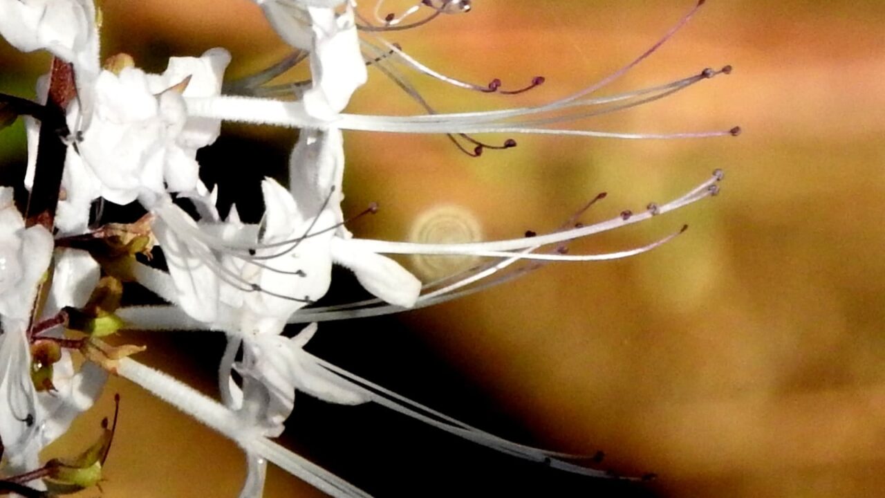 ネコノヒゲとオーブ201710-4