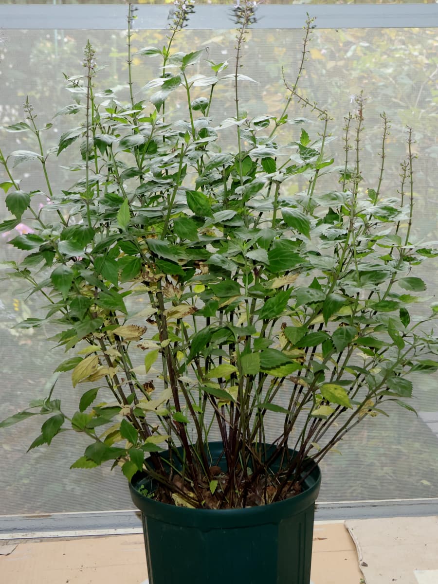 ネコノヒゲ20251118室内へ