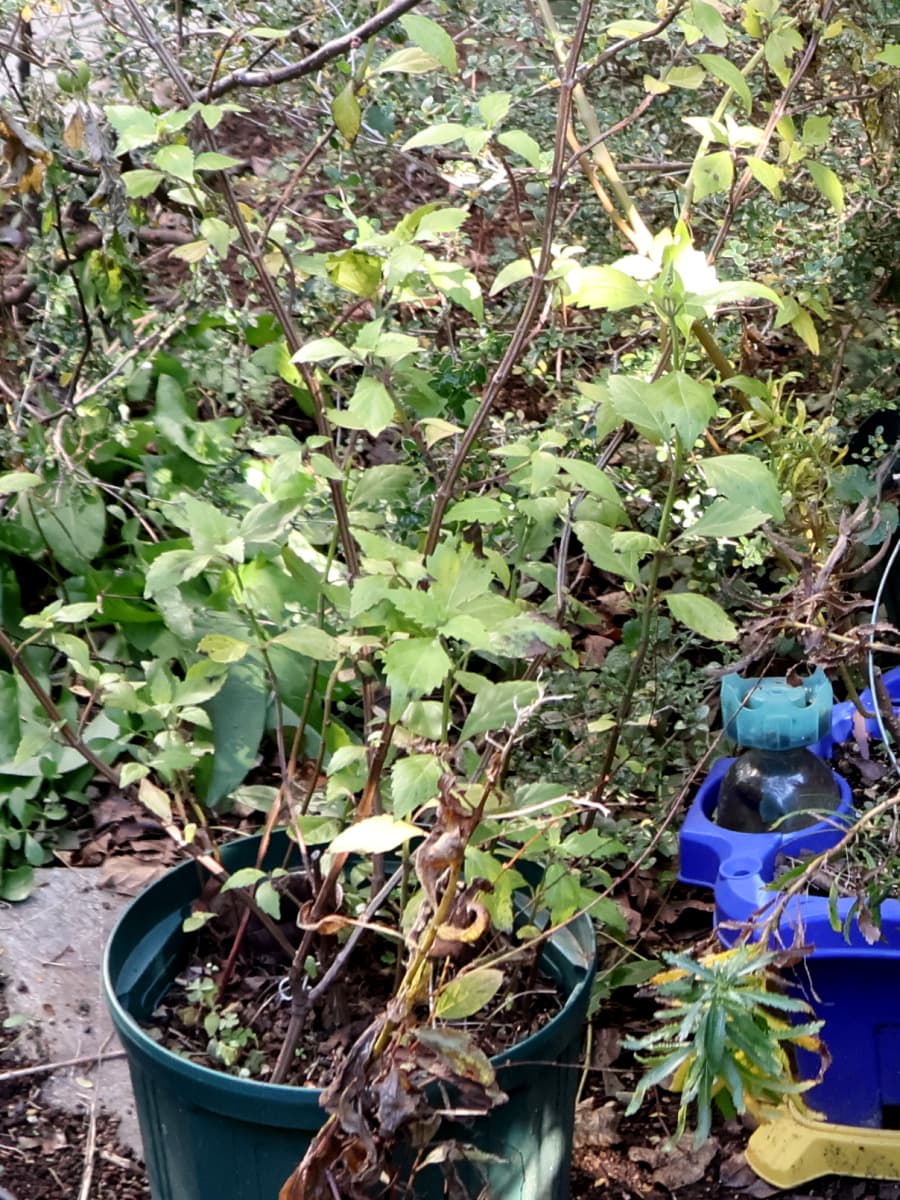 庭放置のネコノヒゲ202512