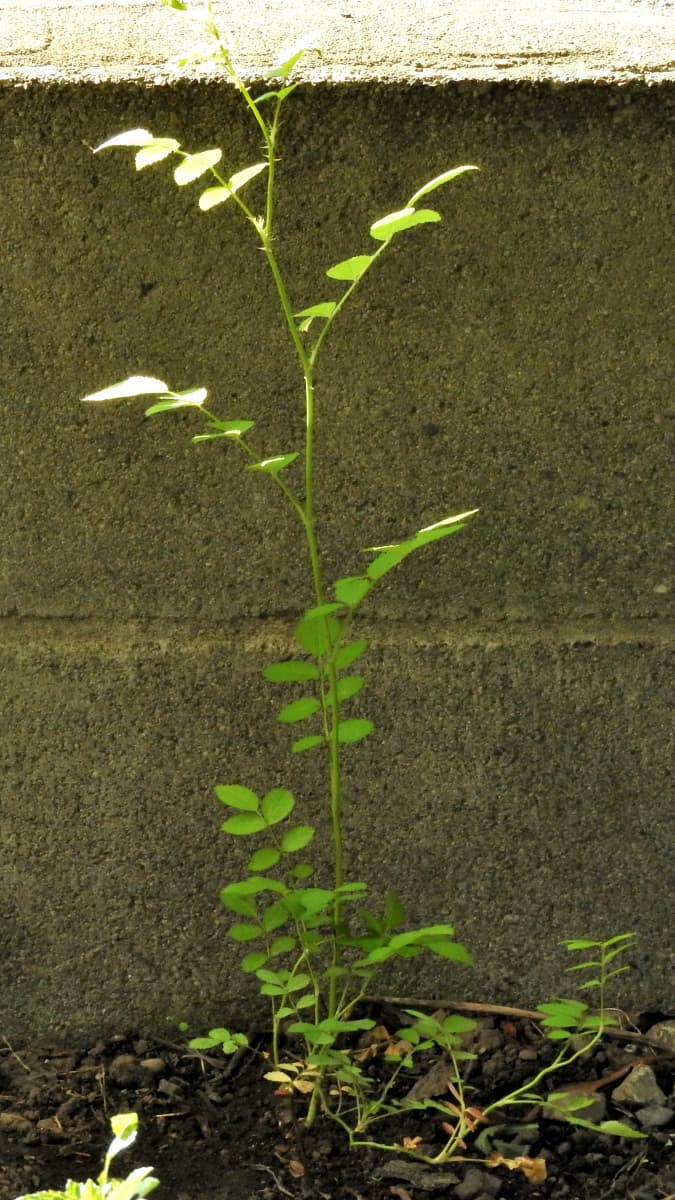 植替え後の野薔薇20180512