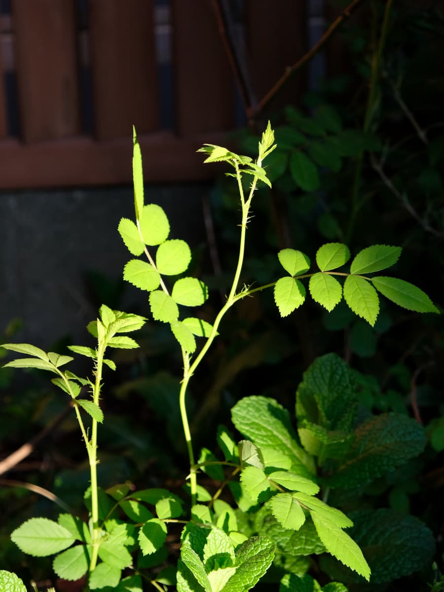 成長する野薔薇20190401-1