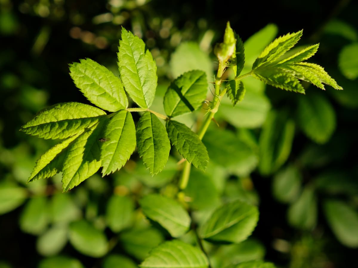 成長する野薔薇20190401-2