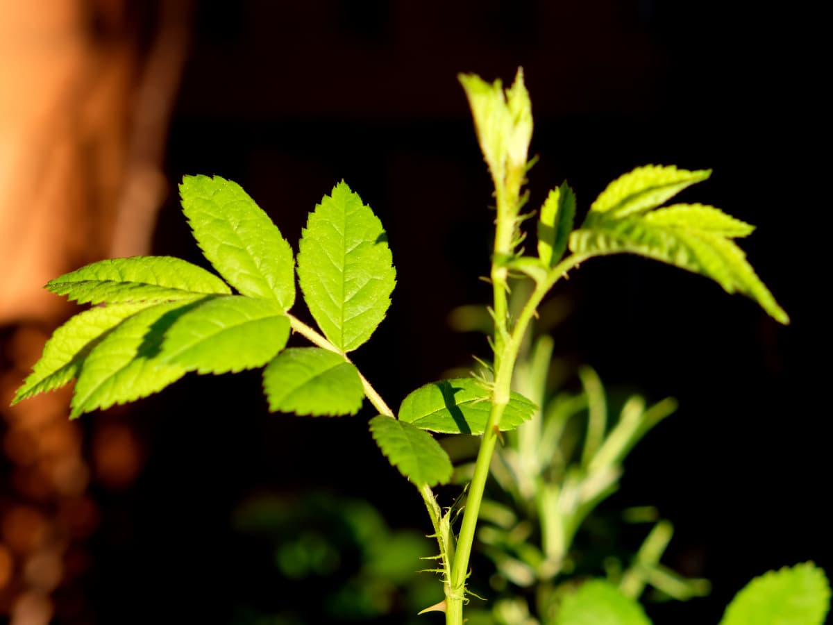 成長する野薔薇20190401-3