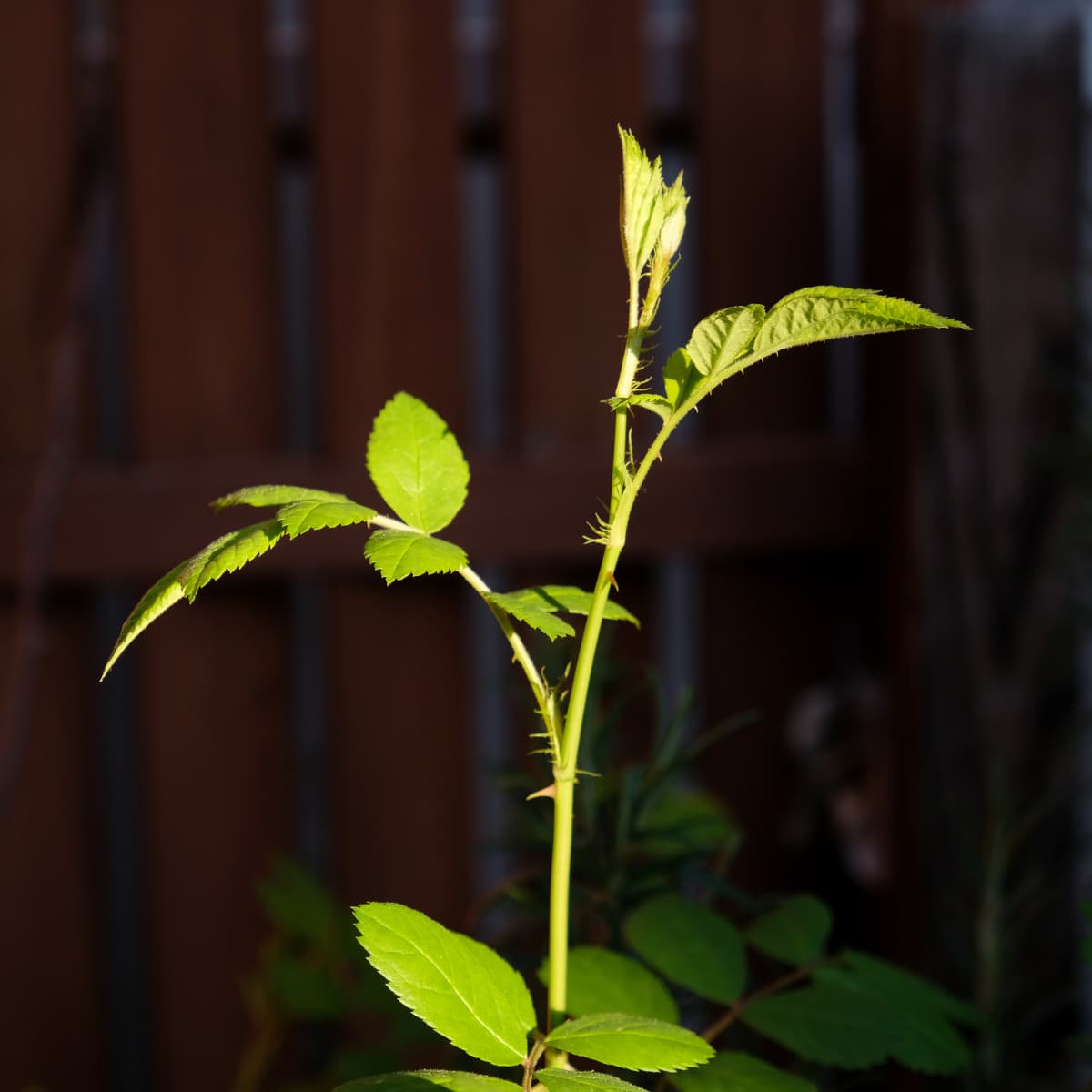 成長する野薔薇20190403-11美しいフォルム