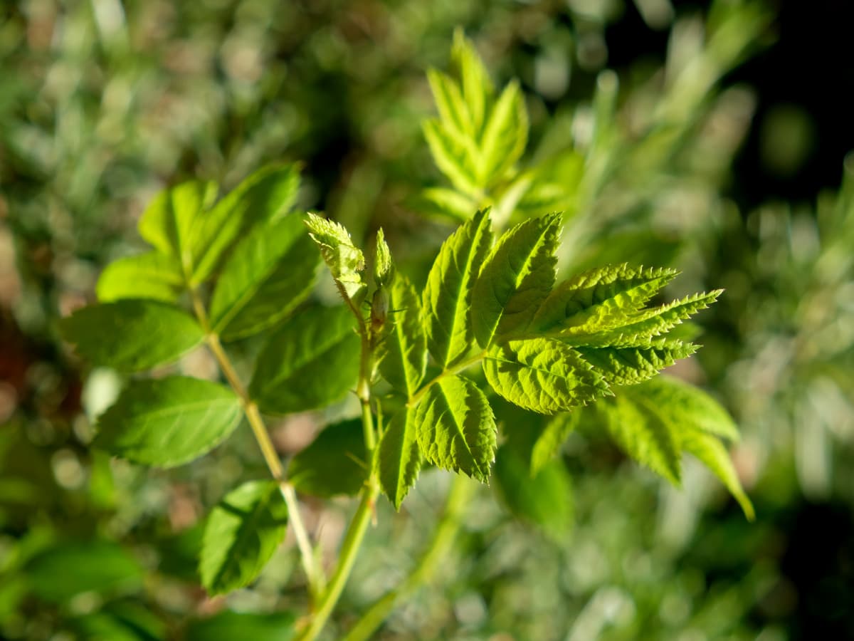 成長する野薔薇20190403-2