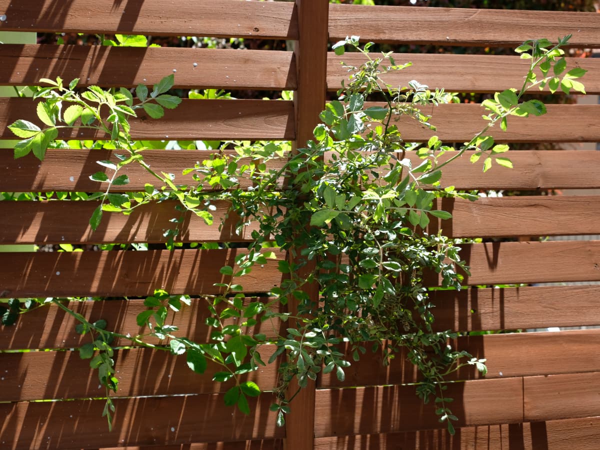 繁茂する野薔薇20200418