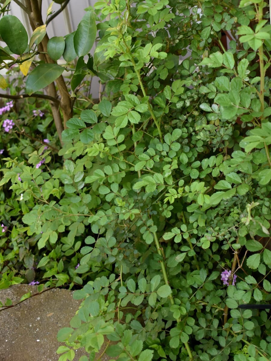 繁茂する野薔薇20200408