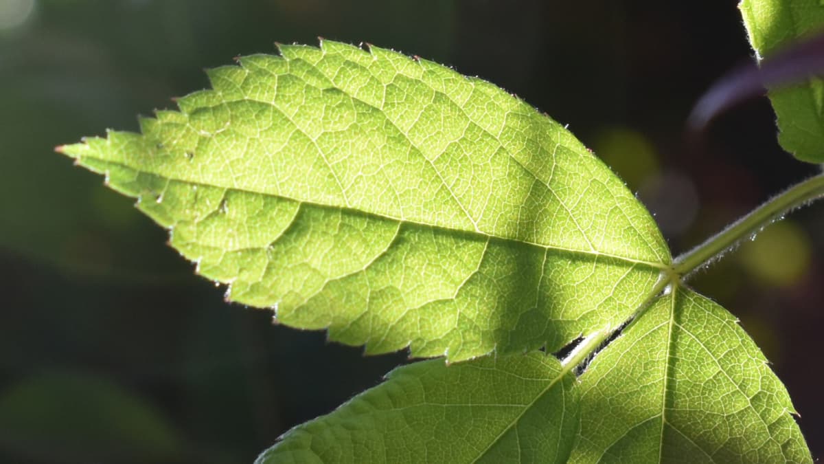 野薔薇の葉１枚拡大20200414