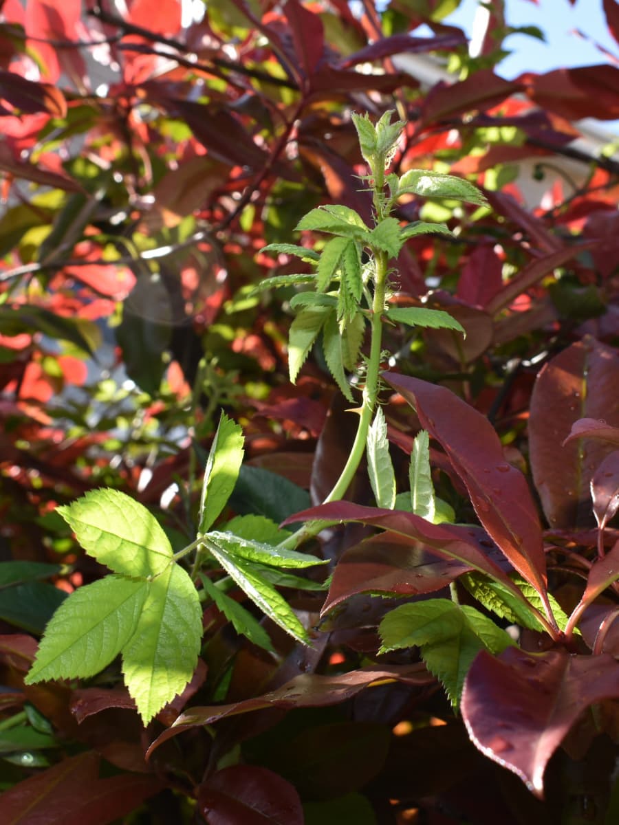 垣根から突き出す野薔薇の葉20200414-2