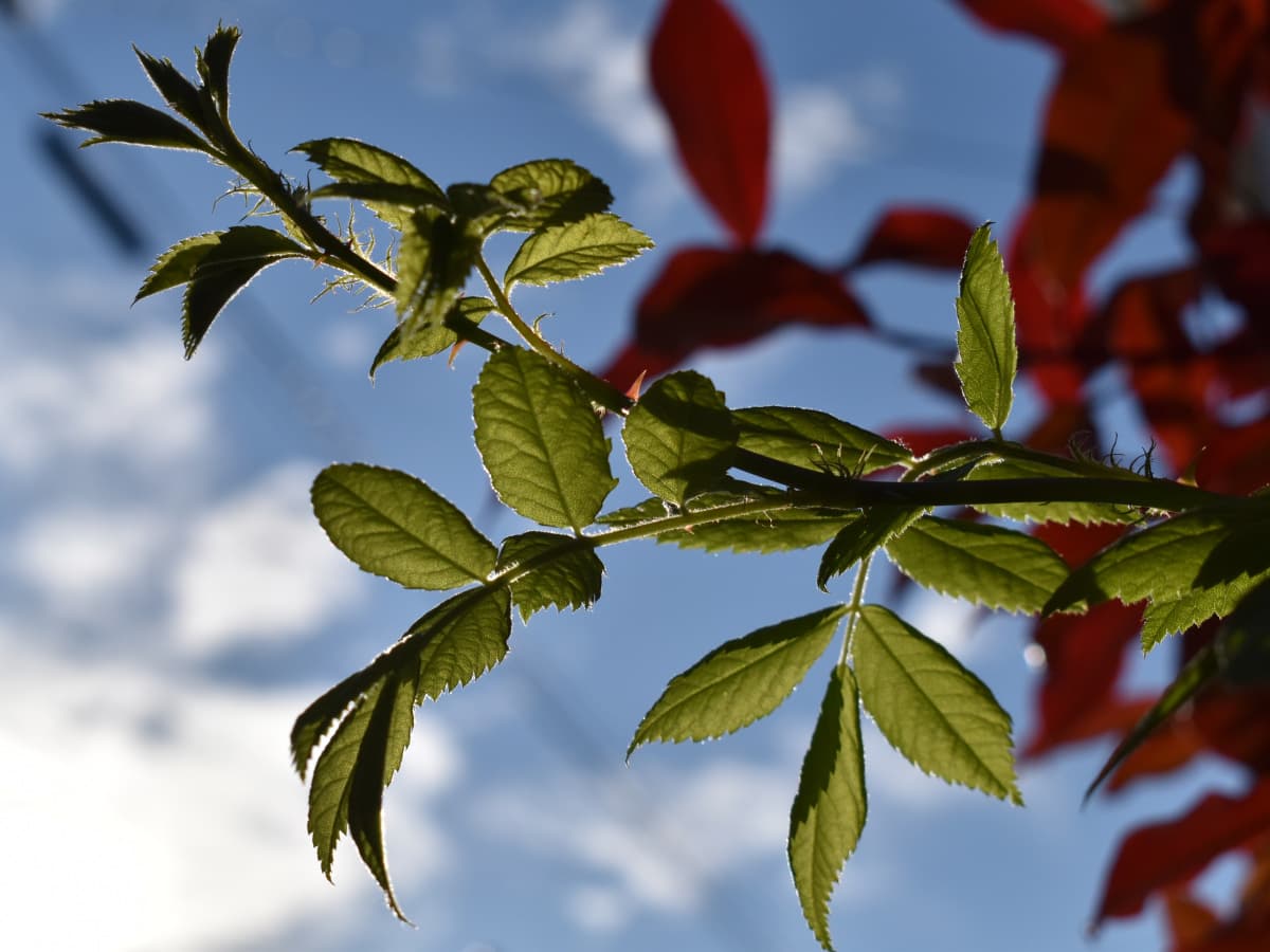 垣根から突き出す野薔薇の葉20200419-1