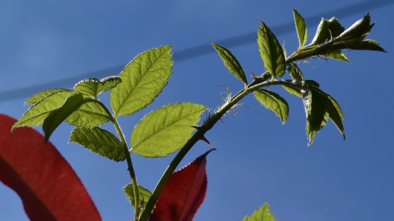 垣根から突き出す野薔薇の葉20200423