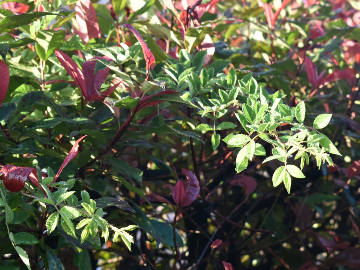 垣根から突き出す野薔薇の葉20200602