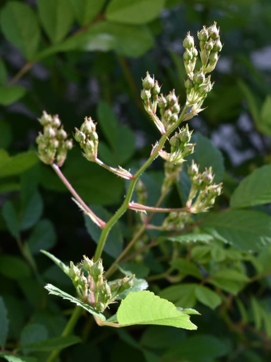 野薔薇の蕾202104