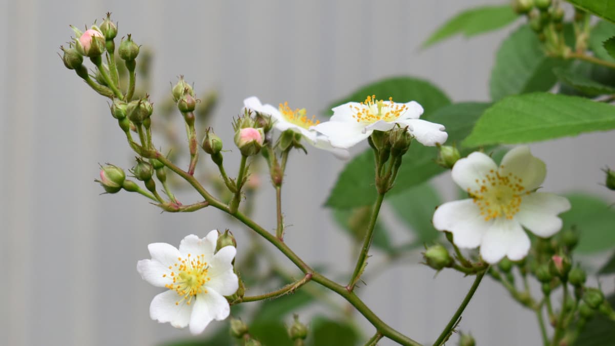 野薔薇202104（キャッチ画像）