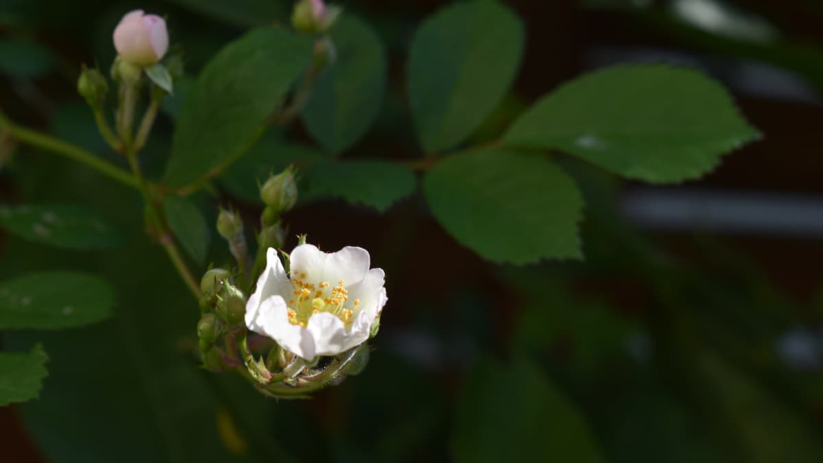 開きかけの一輪の野薔薇202104-2
