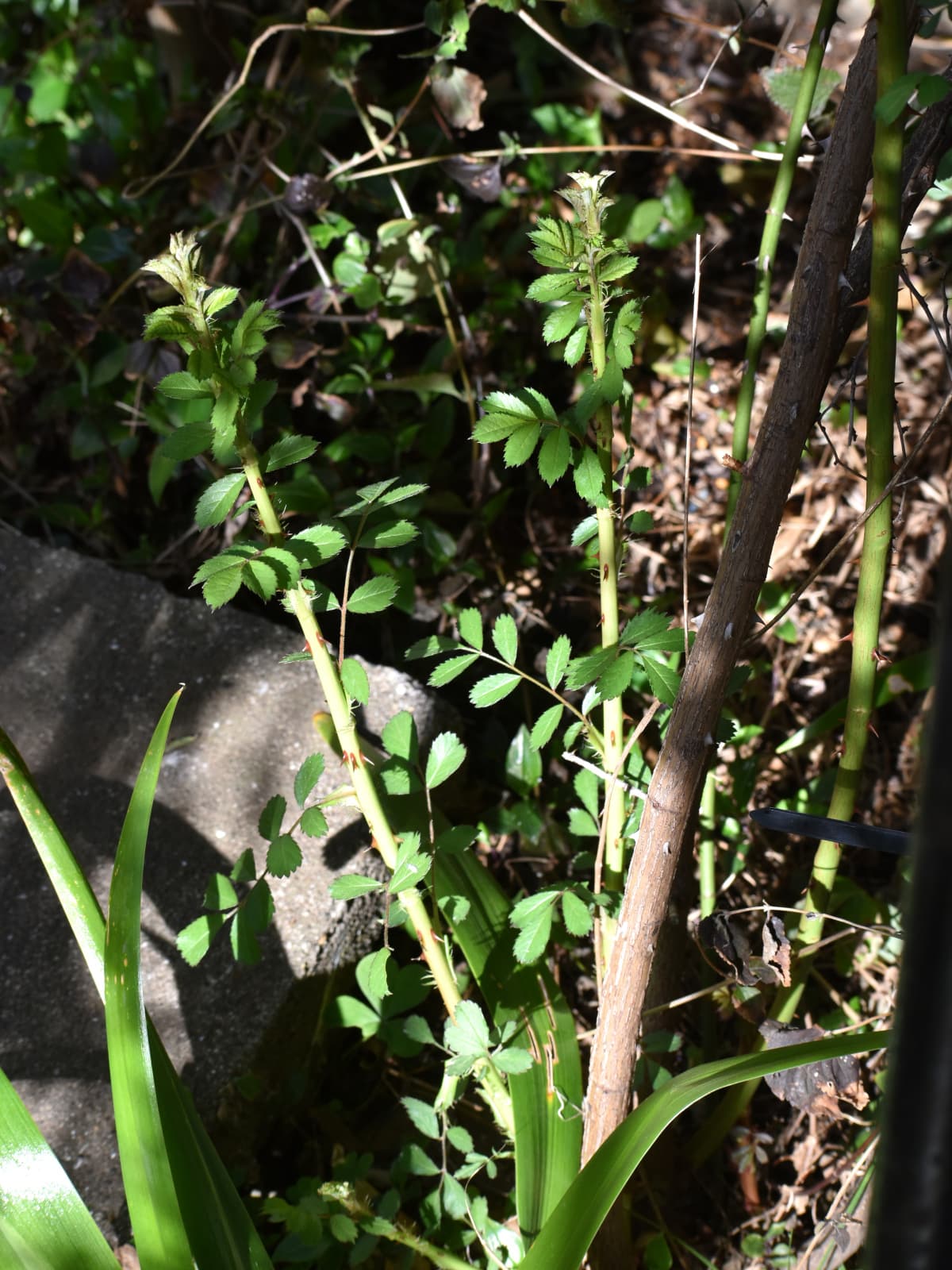 野薔薇のシュート２本20220402