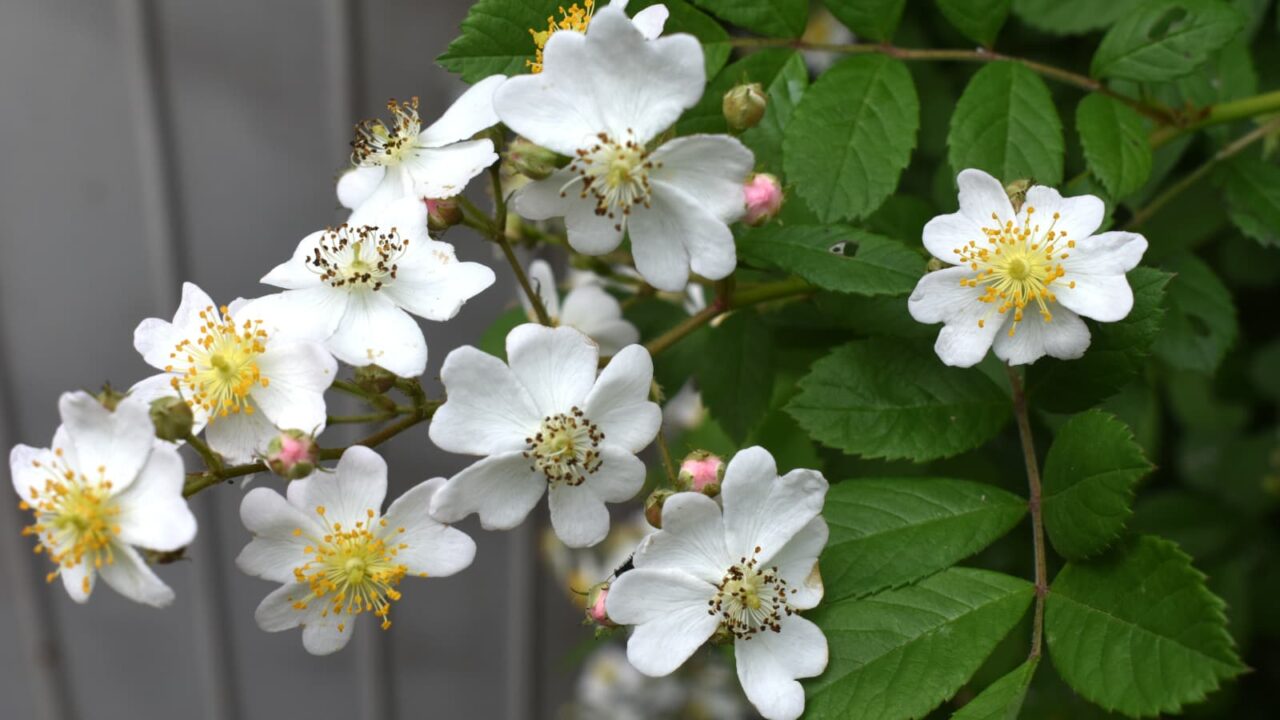 野薔薇の花房20220427-1