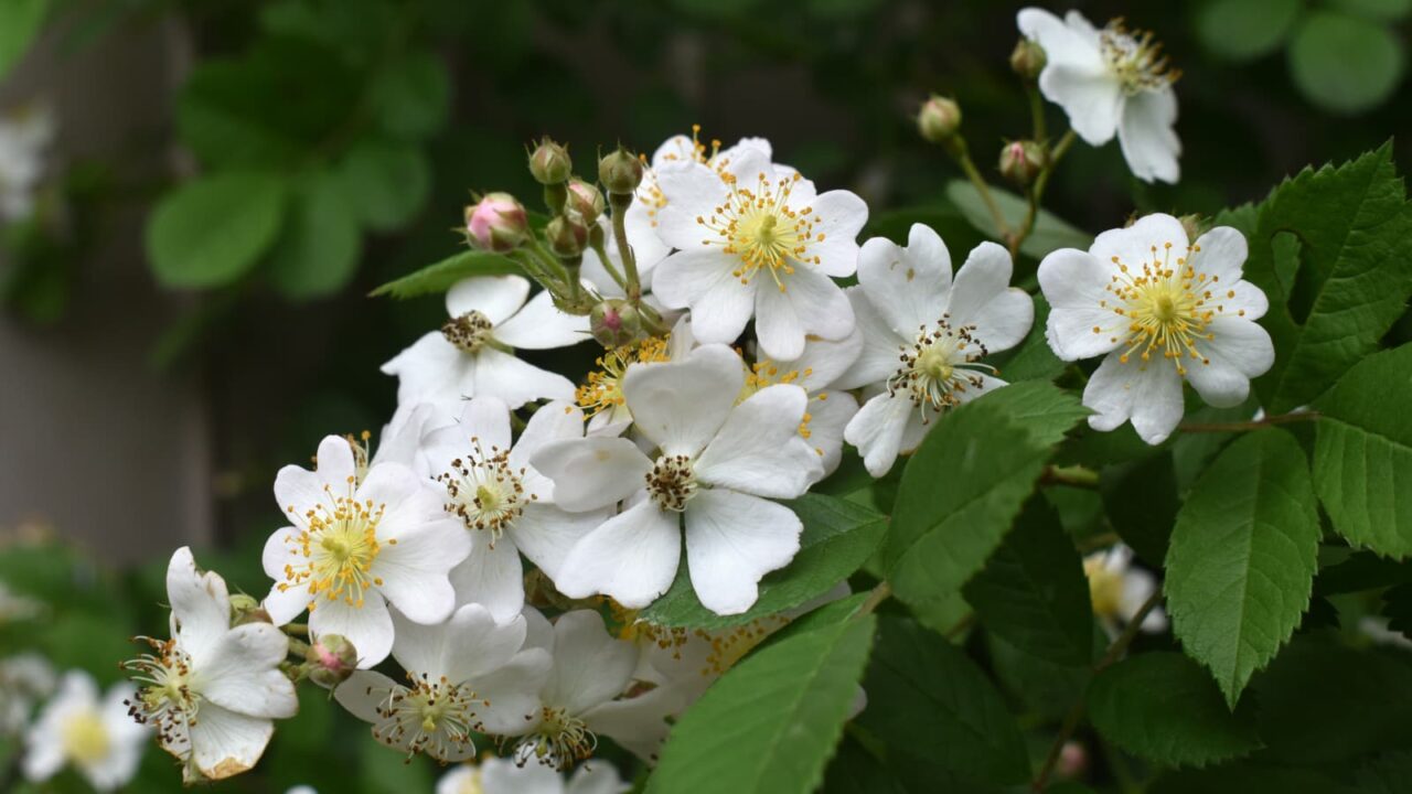 野薔薇の花房20220427-2