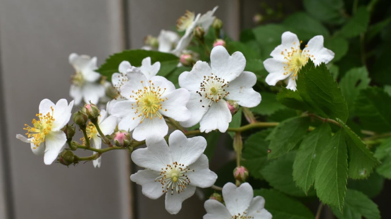 野薔薇の花房20220427-3