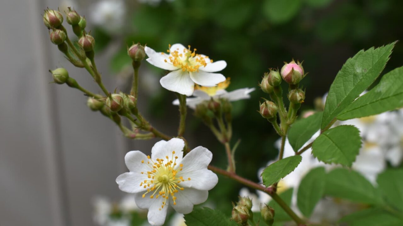 野薔薇の花20220427-4