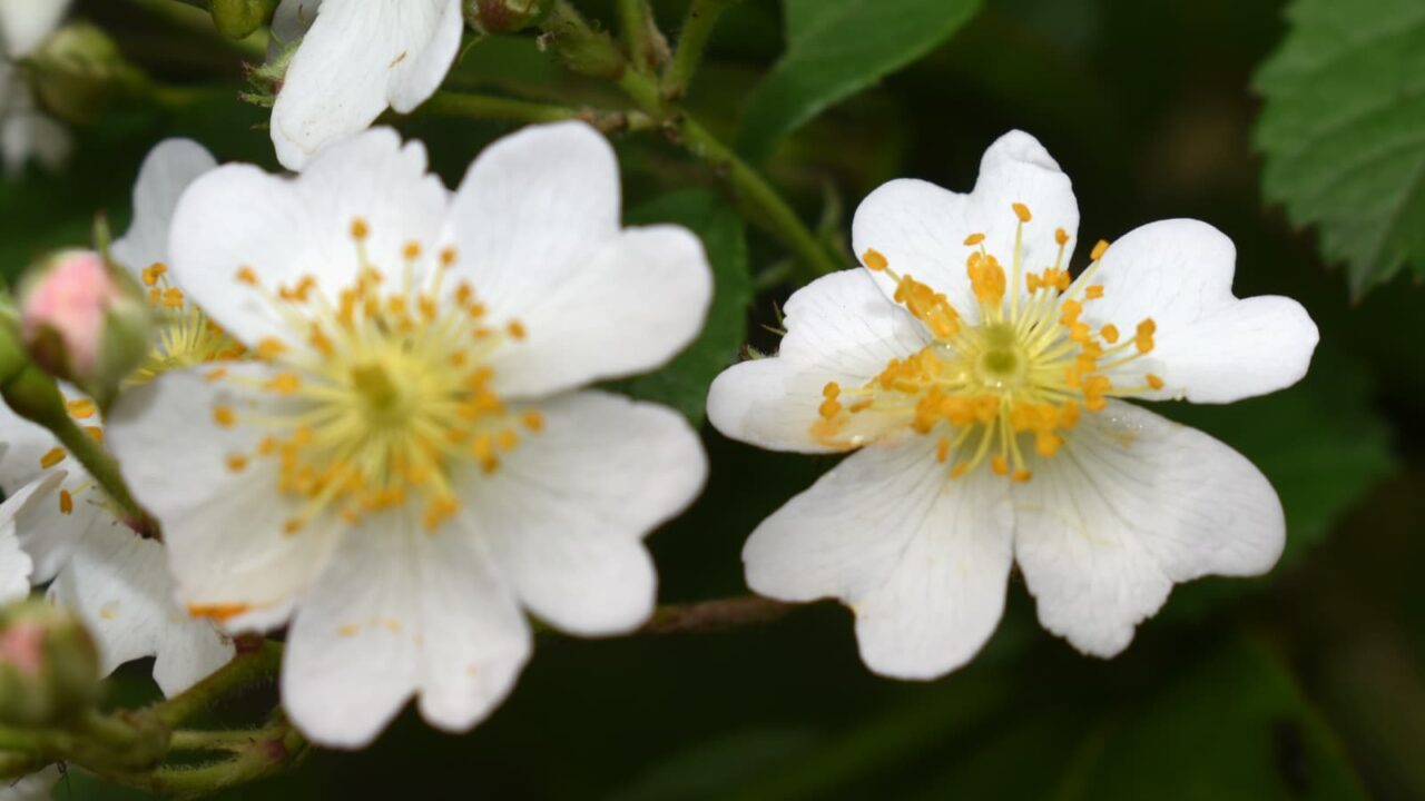 野薔薇の花２輪20220427
