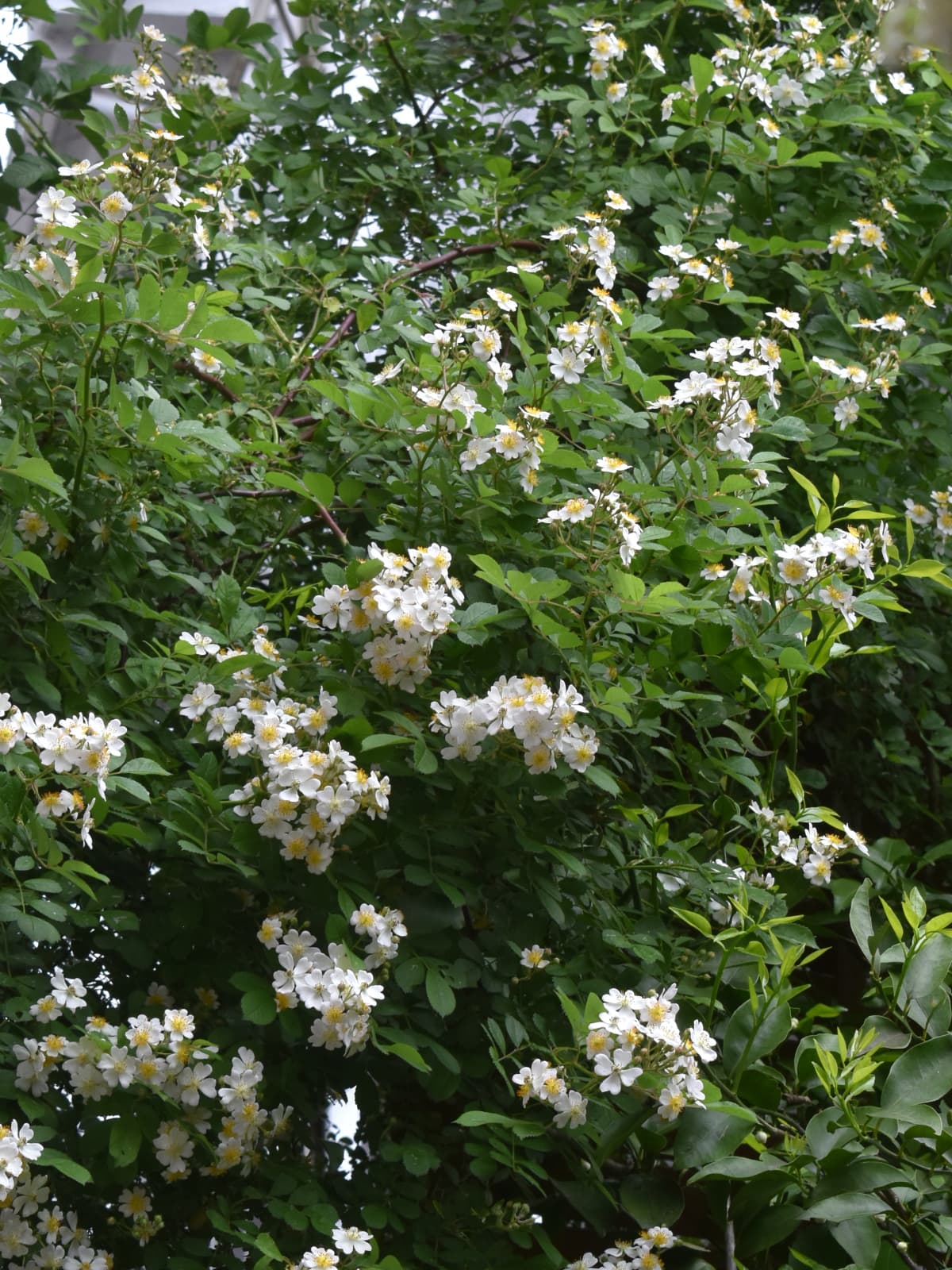 野薔薇いきなり花盛り20220428