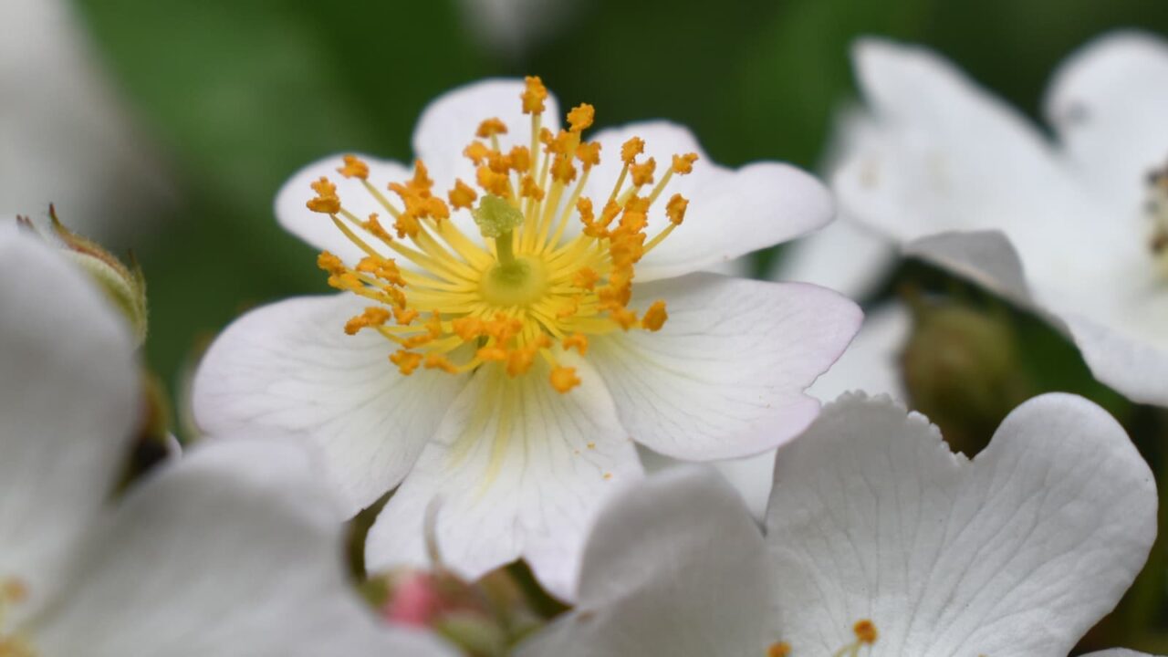 野薔薇の花―王冠のような雄蕊20220428