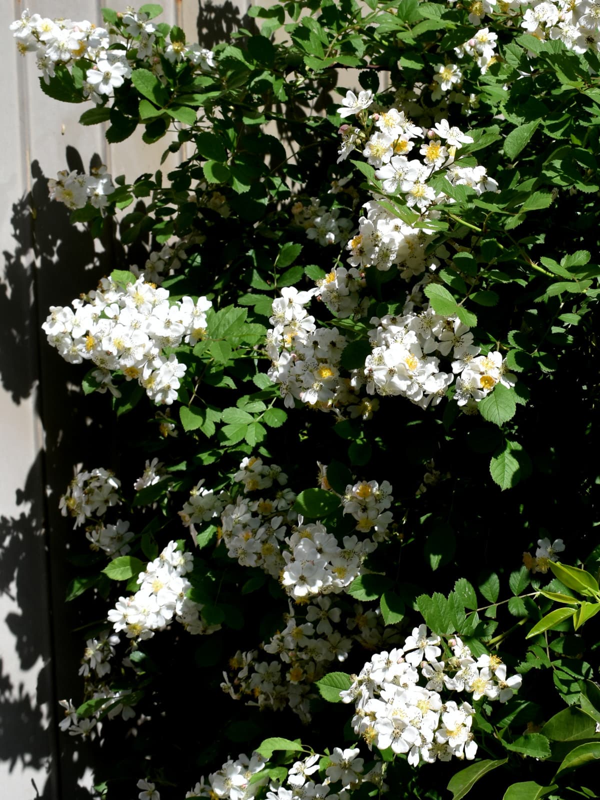 野薔薇花盛り20220430-1