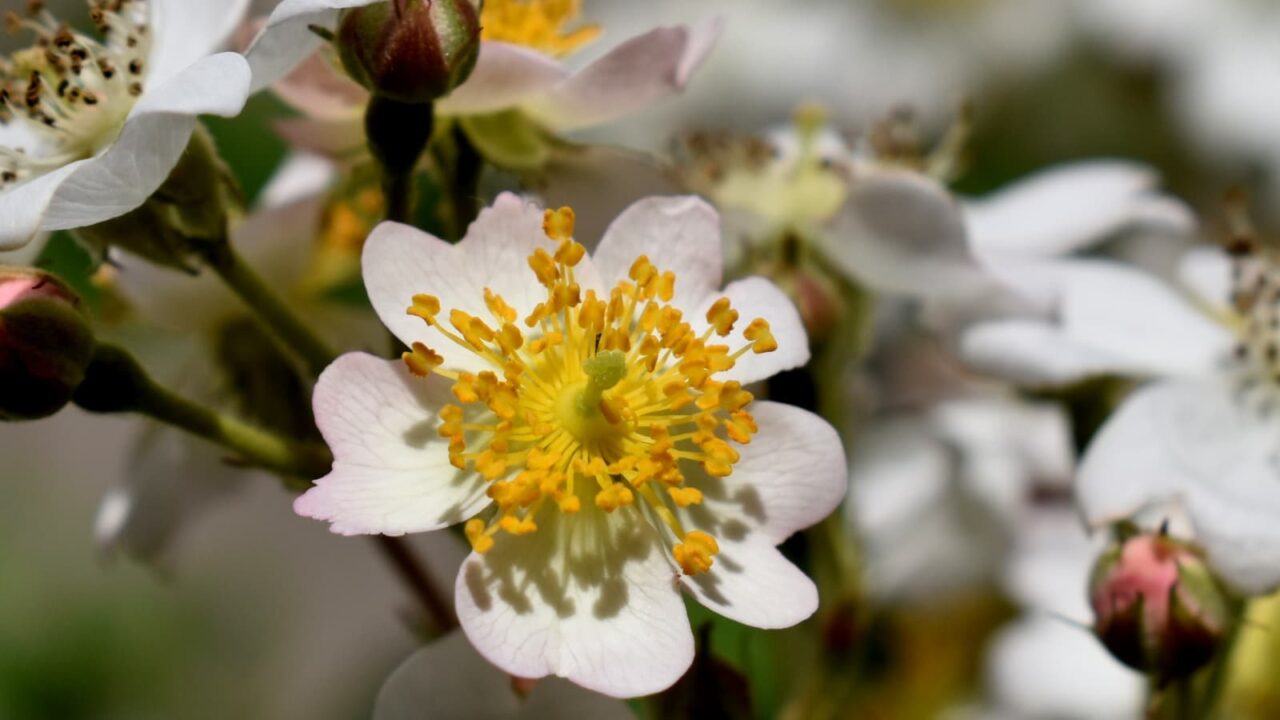 野薔薇の花雄蕊わんさか20220430