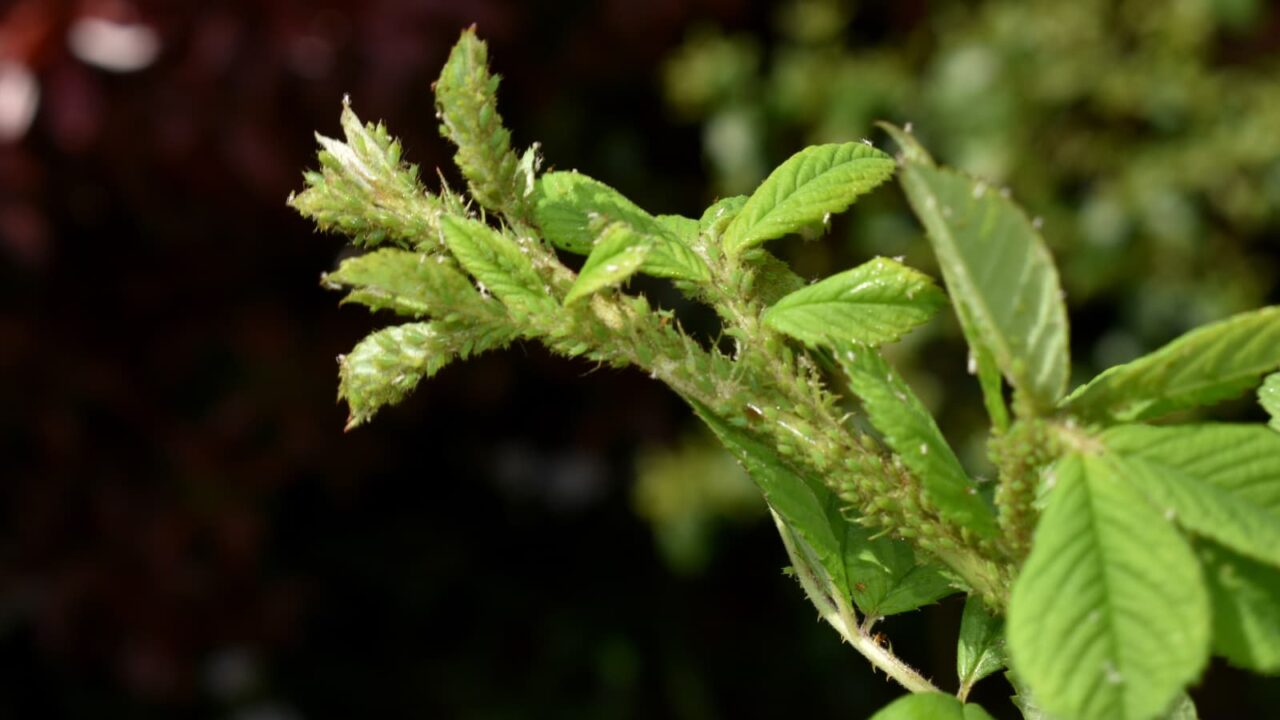 野薔薇にアブラムシがギッシリ202204-1