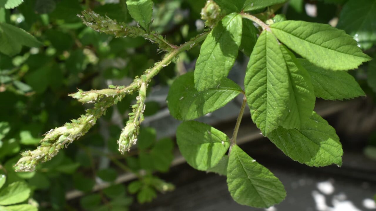 野薔薇にアブラムシがギッシリ202204-2