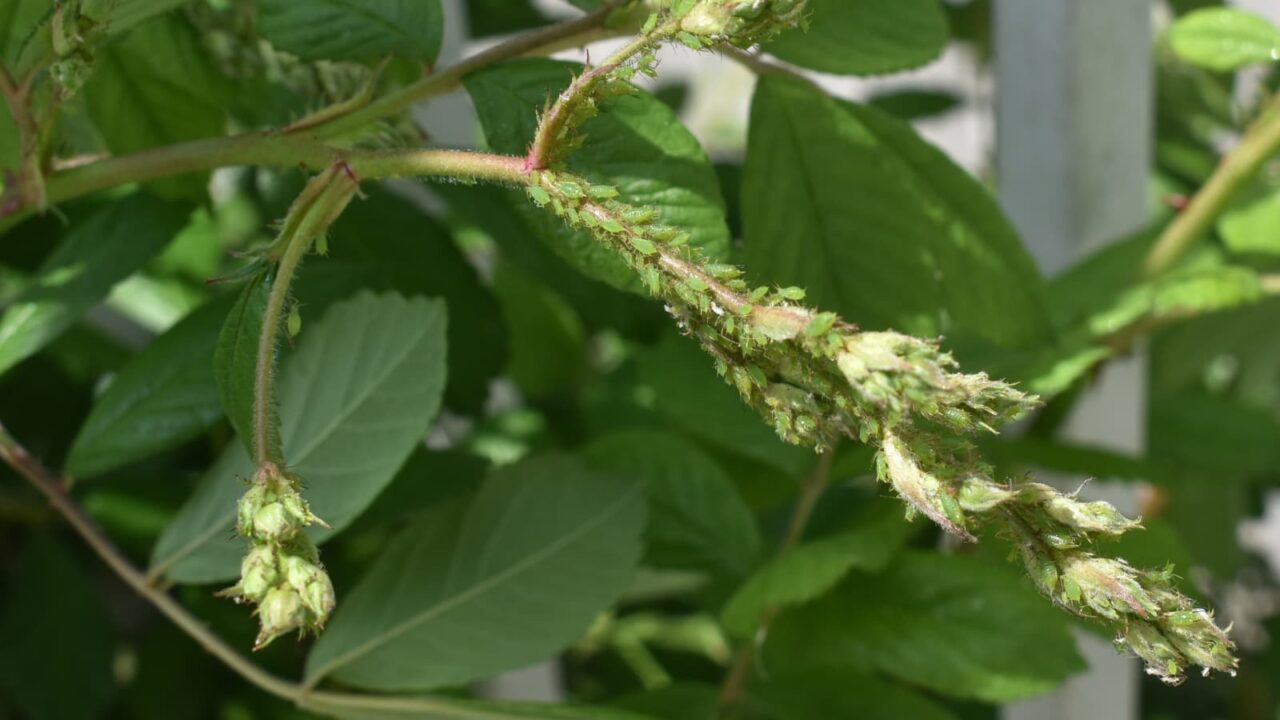 野薔薇にアブラムシがギッシリ202204-3