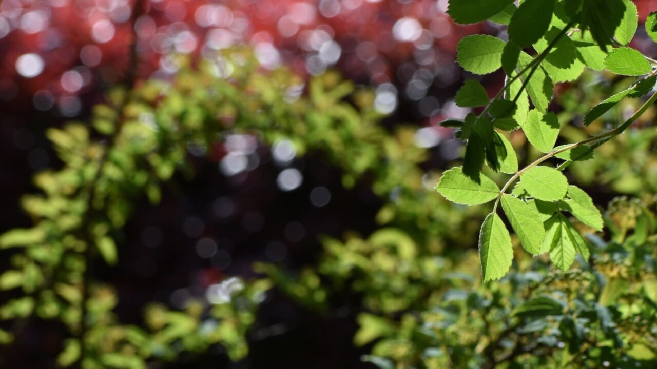 野薔薇の新葉202204