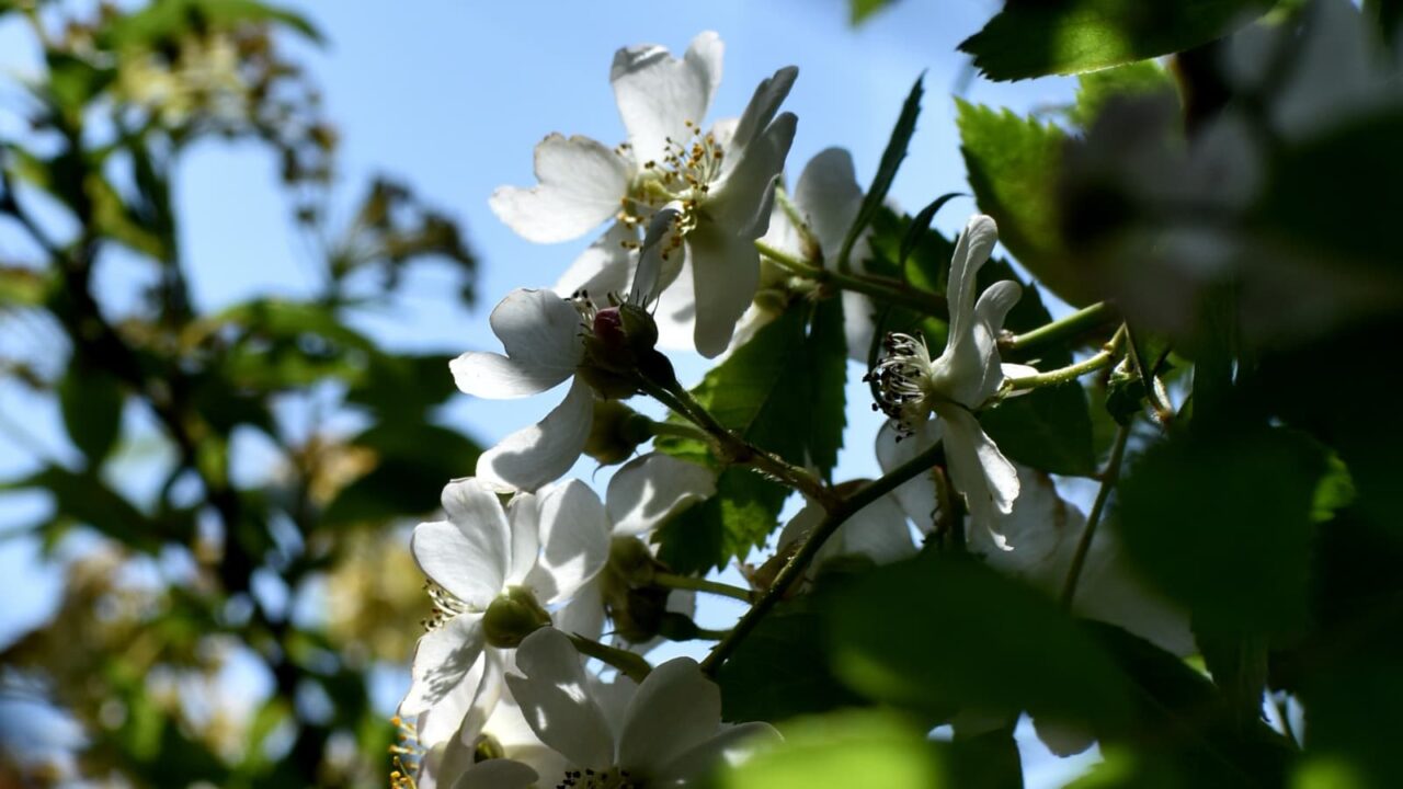 透過光の野薔薇の花房202204-2
