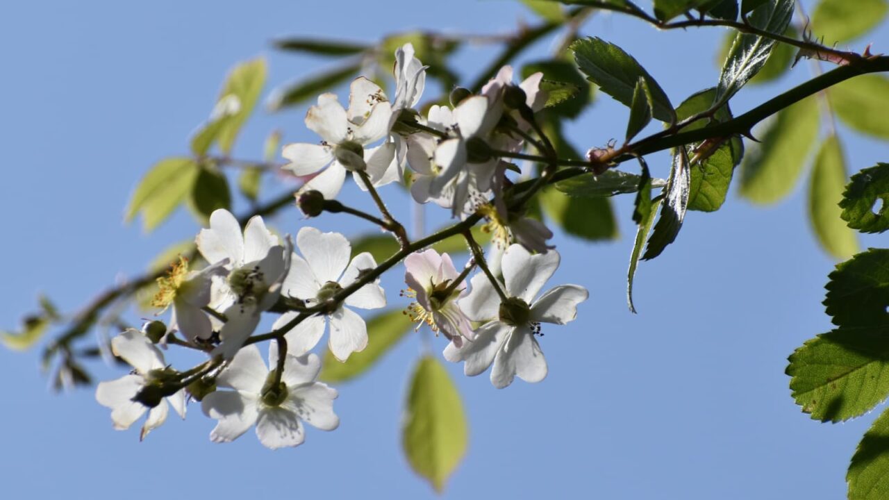 透過光の野薔薇の花房202204-3