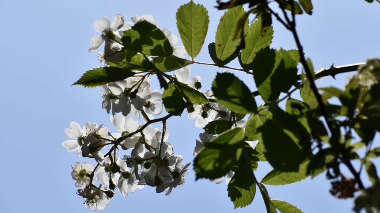 透過光の野薔薇の花房202204-5