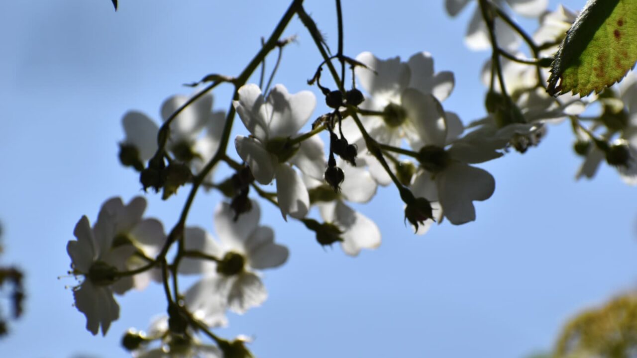 透過光の野薔薇の花房202204-6
