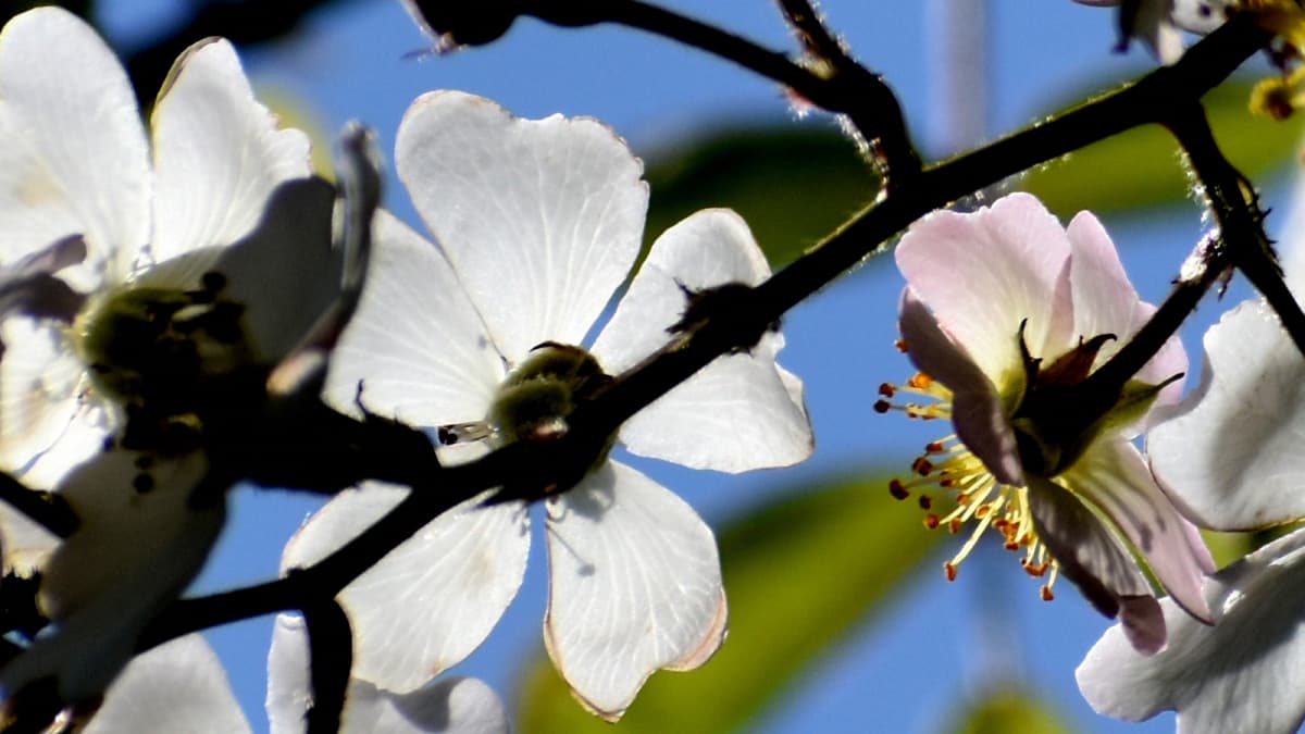 野薔薇の花ほんのりピンク202204（キャッチ画像）
