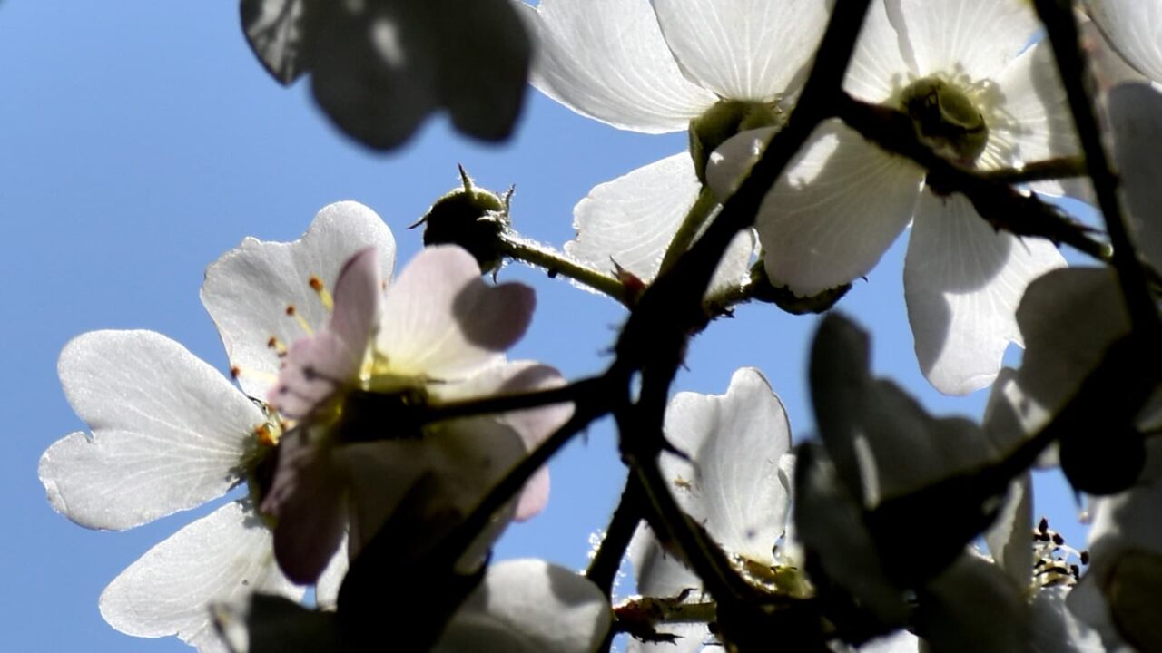 野薔薇の花拡大202204