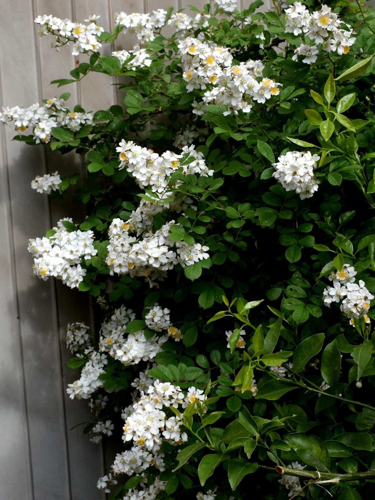 野薔薇花盛り20220502-1