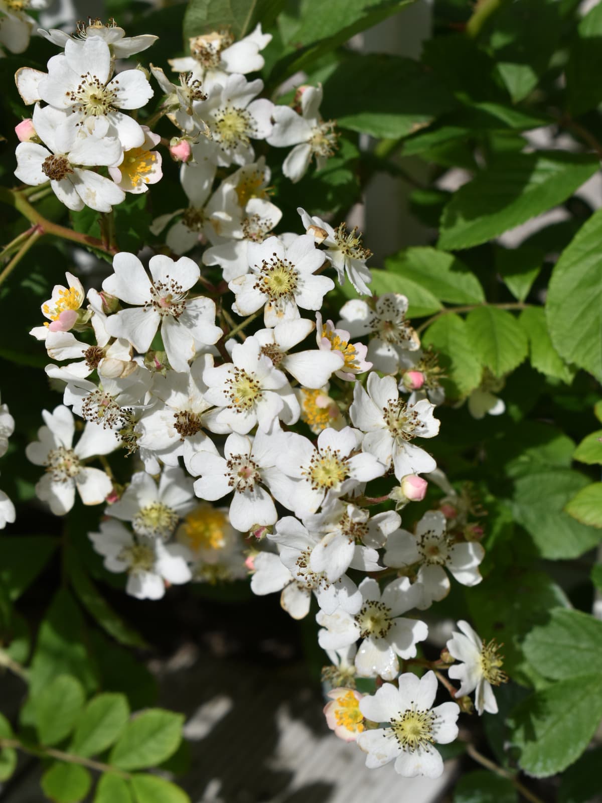 野薔薇の花房20220502-2