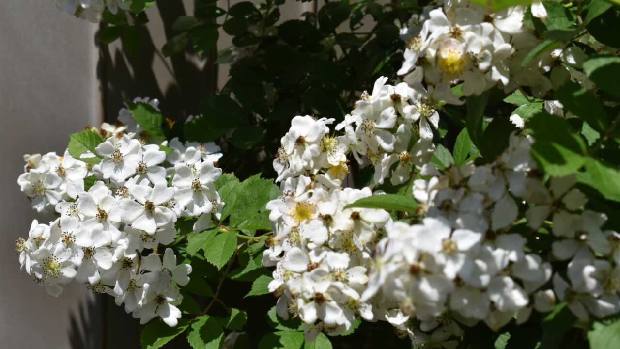 野薔薇の花房20220503-1