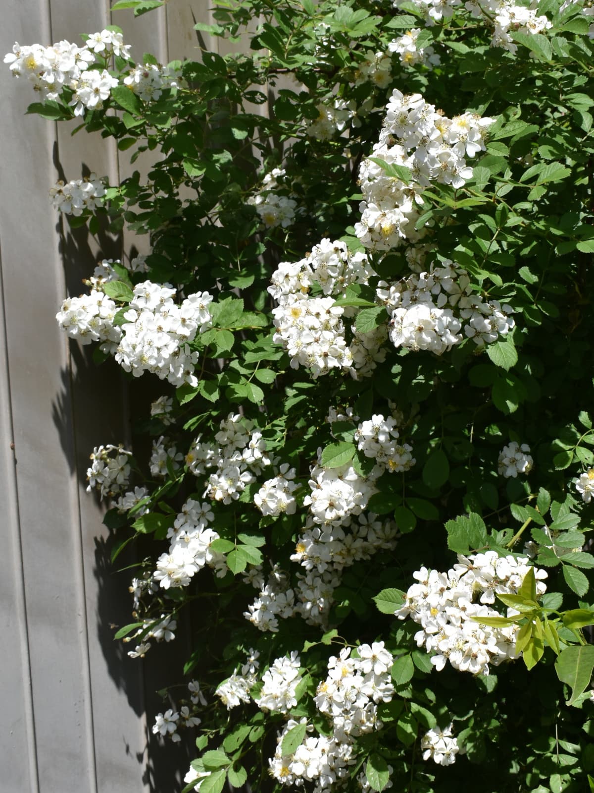 野薔薇花盛り20220503